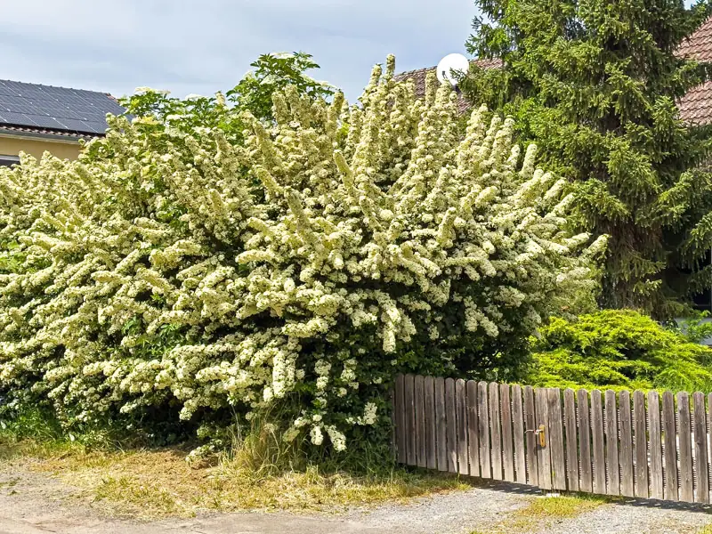 Bluehender Pyracantha in einer Hofeinfahrt