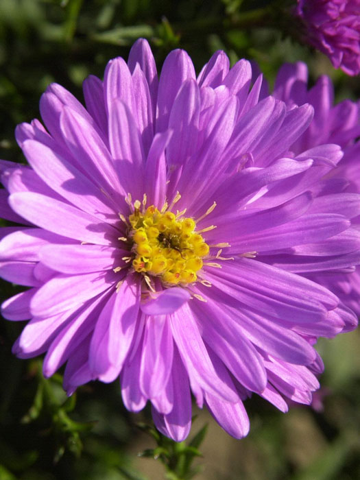 Aster dumosus 'Rosenwichtel', rosa Kissen-Aster, Herbst-Aster