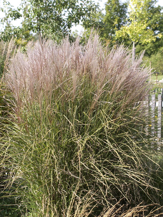 Miscanthus sinensis 'Kleine Silberspinne', China-Schilf