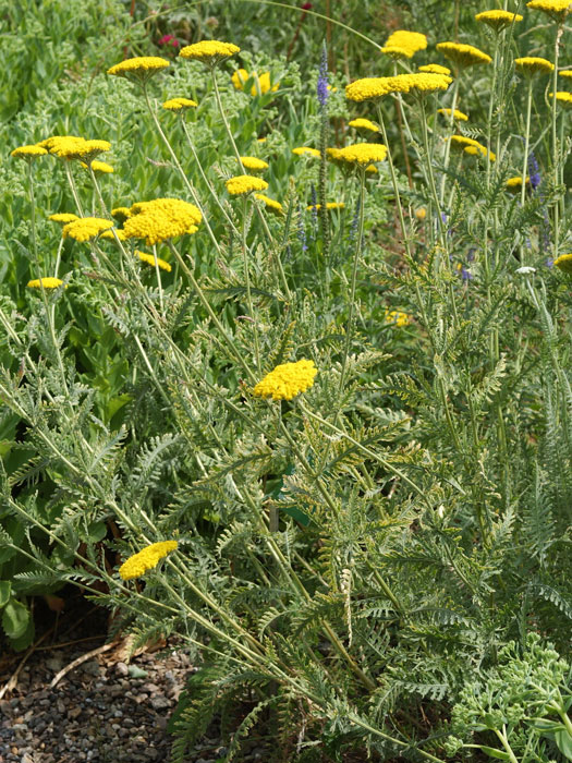 Achillea filipendulina 'Coronation Gold' (M), Schafgarbe, Goldquirl-Garbe