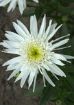 leucanthemum-christine56d95f74a91ae