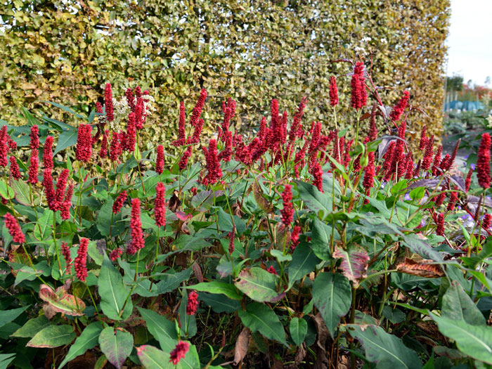 Bistorta (syn. Polygonum) amplexicaule 'Blackfield' (syn. auch Persicaria), Kerzenknöterich, Wiesenknöterich