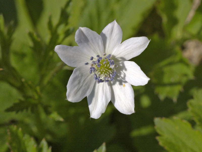 weiße Blüte einer Anemone leveillei