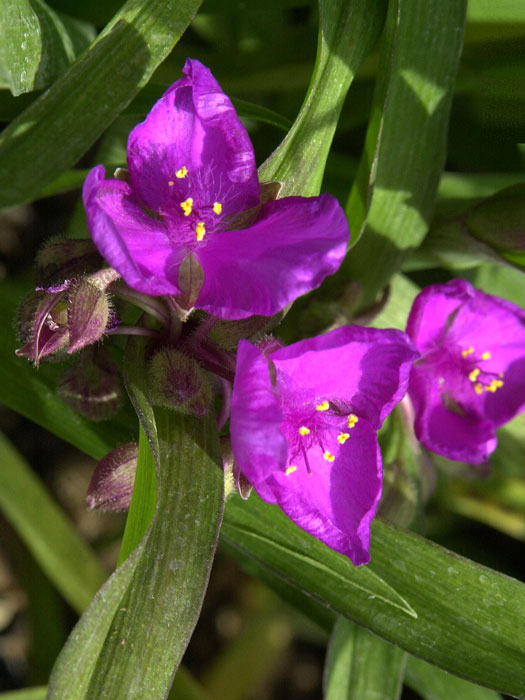 Tradescantia x andersoniana 'Karminglut', Rote Dreimasterblume