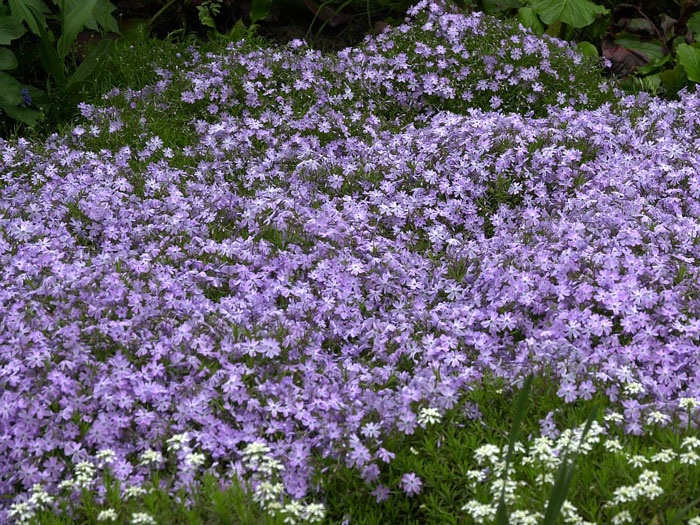 Phlox subulata 'Emerald Cushion Blue' Polster-Phlox, Teppich-Phlox, Teppich-Flammenblume