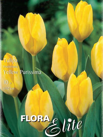 Fosteriana Tulpe 'Yellow Purissima' (Art.Nr. 595729)