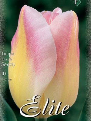 Triumph-Tulpe 'Sweety' (Art.Nr. 595262)