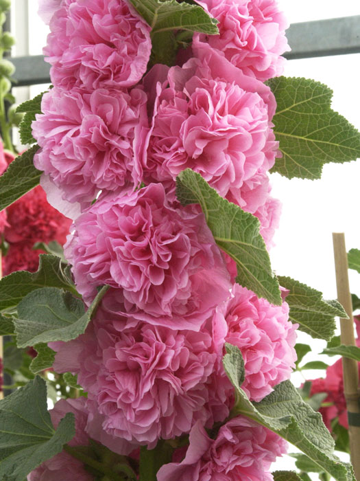 Alcea rosea 'Pleniflora' rosa (M), Stockrose, gefüllte Stockmalve