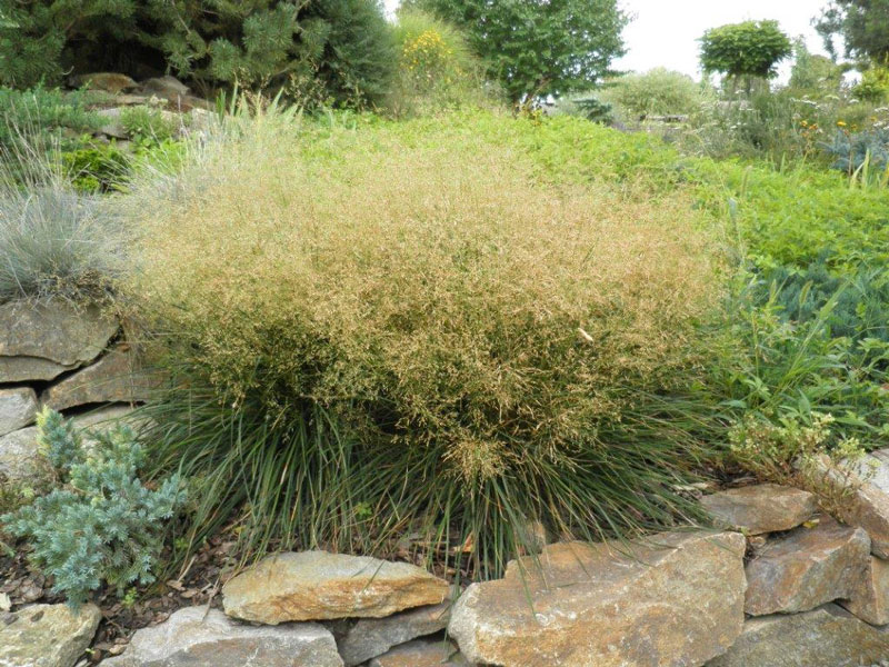 Deschampsia cespitosa 'Palava', niedere Waldschmiele