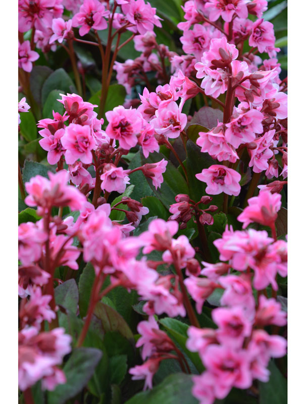 Bergenia cordifolia 'Flirt', Bergenie, Riesensteinbrech