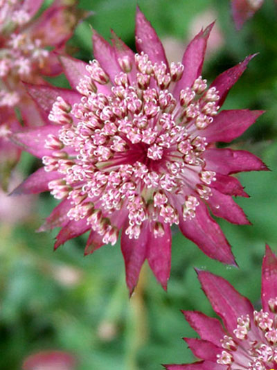 Astrantia major 'Ruby Cloud', Große Sterndolde