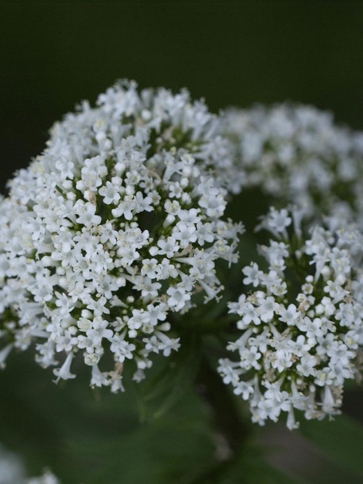 Baldrian, Katzenkraut, Valeriana officinalis