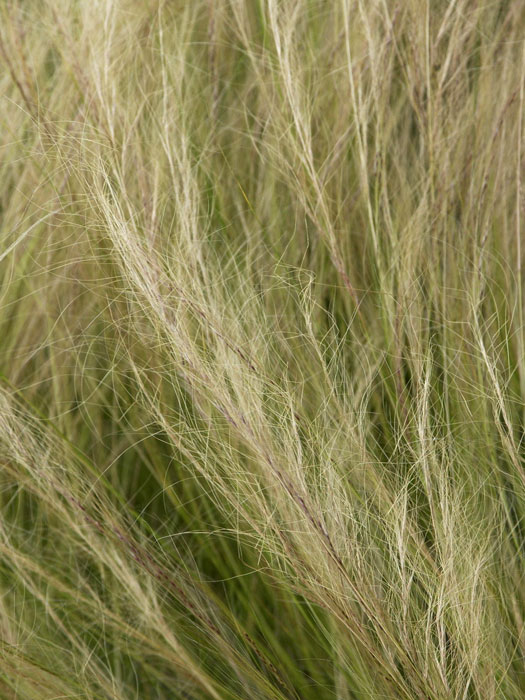 Stipa tenuissima (M), Zartes Federgras, Engelhaar