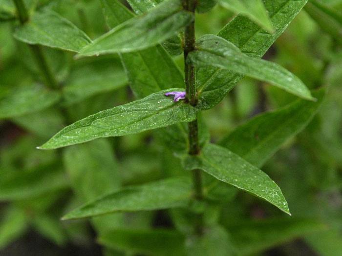 Lythrum salicaria (M),  Blutweiderich