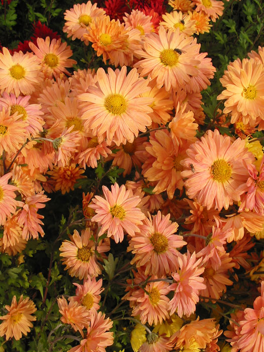 Chrysanthemum x hortorum 'Kleiner Bernstein', Winteraster, Herbst-Chrysantheme