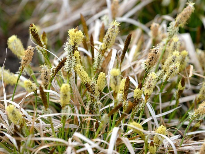 Carex caryophyllea 'The Beatles' (M), Pilzkopf-Segge