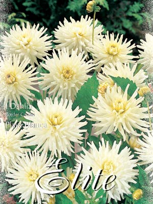 Beet-Dahlie 'Playa Blanca', Dahlia (Art.Nr. 520324)