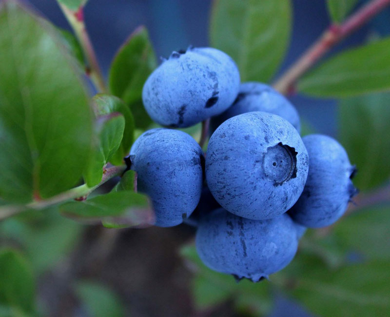 Vaccinium corymbosum 'Hortblue Petite', zweimal tragende Heidelbeere