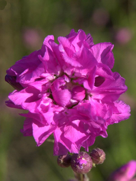 Lychnis (syn. Silene) viscaria 'Plena', Lichtnelke, gefüllte Pechnelke