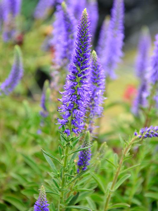 Veronica spicata 'Blauteppich', Zwerg-Ehrenpreis, Silberpolster-Ehrenpreis