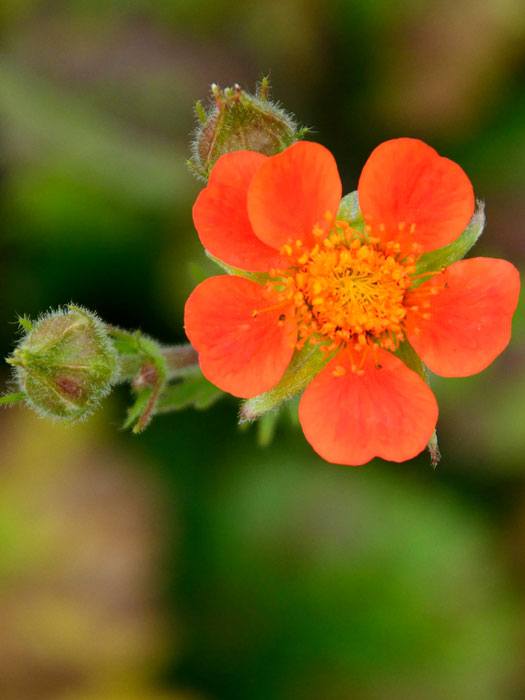 Geum coccineum 'Borisii' (M), Niedriger Nelkenwurz