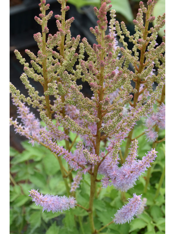 Zarte, weiße Blüte der China-Astilbe 'Finale'