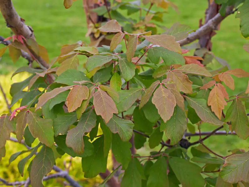 Acer griseum, Zimtahorn - Hochstamm