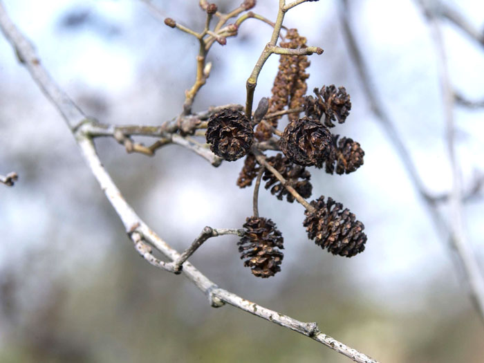 Alnus glutinosa, Schwarz-Erle, Rot-Erle