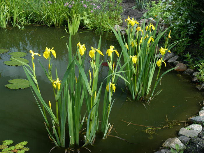 Iris pseudacorus, Wasserschwertlilie