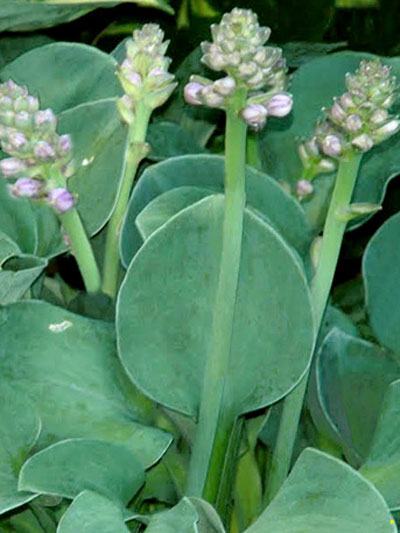 Hosta x hybrida 'Blue Mouse Ears', Blaue Zwerg-Funkie, Herzblatt-Lilie