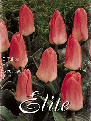 Greigii-Tulpe 'Sweet Lady' (Art.Nr. 595780)