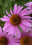 echinacea-magnus56d9863f3ade9