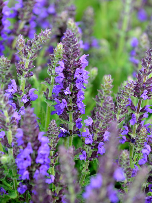 Salvia nemorosa 'Marcus'® (M), Steppensalbei