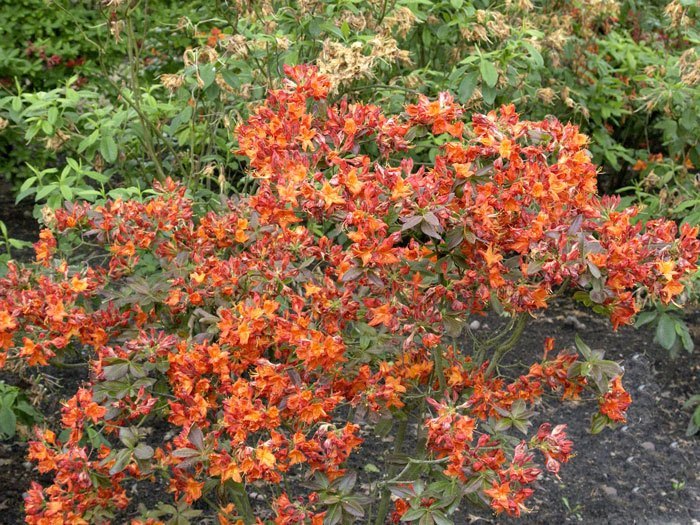 Rhododendron luteum 'Fireball', sommergrüne japanische Gartenazalee