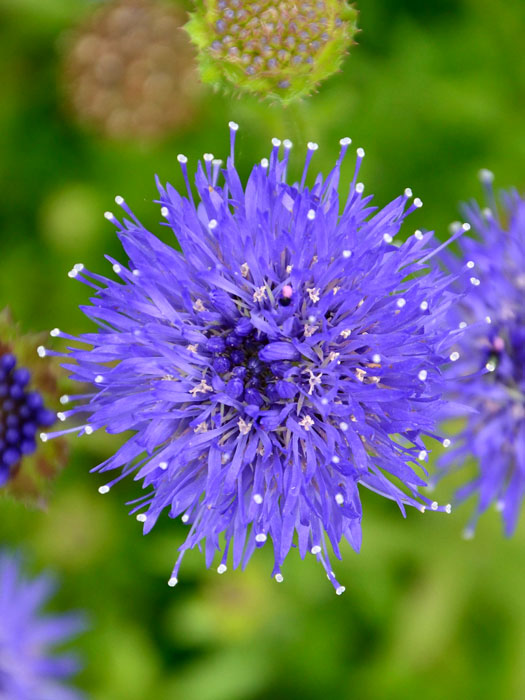 Jasione laevis 'Blaulicht', Blauköpfchen, Ausdauerndes Sandglöckchen, blaue Jasione