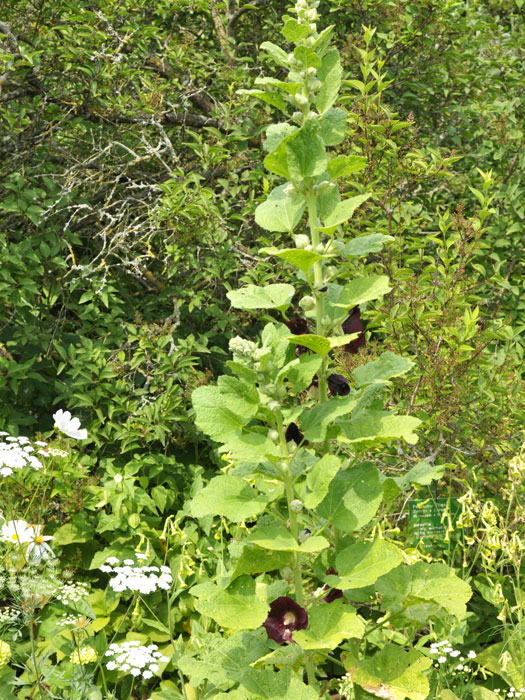 Alcea rosea 'Nigra' (M), Stockrose, schwarze Stockrose, Stockmalve