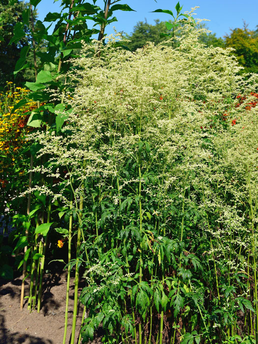 Artemisia lactiflora 'Elfenbein', Weißer China-Beifuß, weißblühende Edelraute