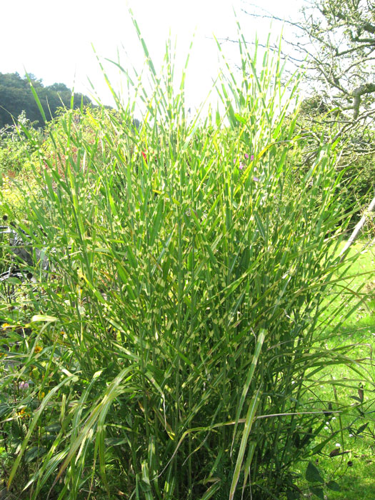 Miscanthus sinensis 'Little Zebra'®, Gelbgestreiftes China-Schilf