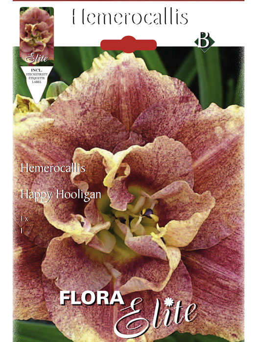 Taglilie 'Happy Hooligan', Hemerocallis (Art.Nr. 521452)