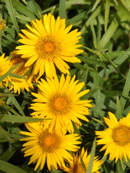 Inula ensifolia 'Compacta', Zwerg-Alant