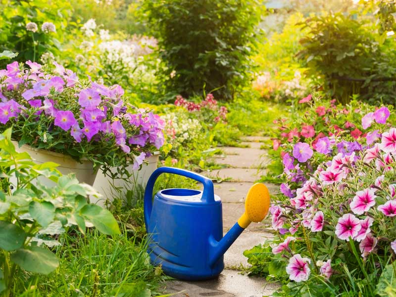 Pflanzen im Sommergarten mit Giesskanne