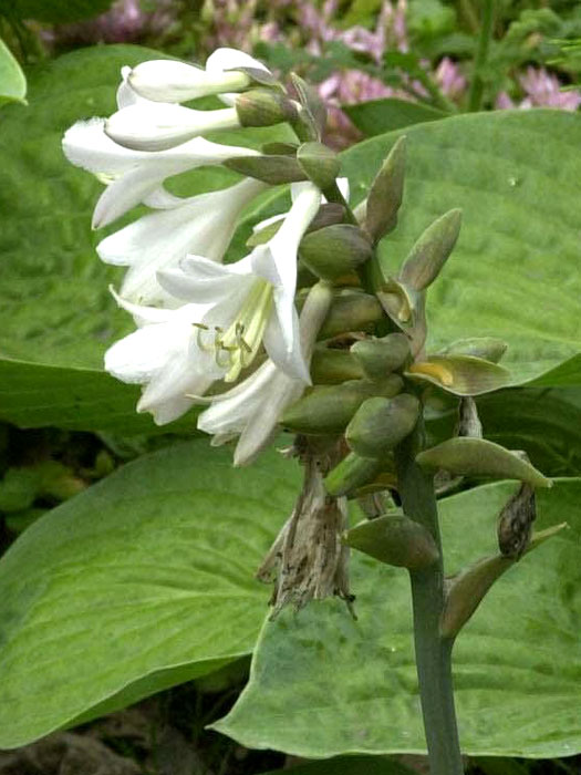 Hosta sieboldiana 'Elegans', Blaublatt-Funkie, Herzblatt-Lilie