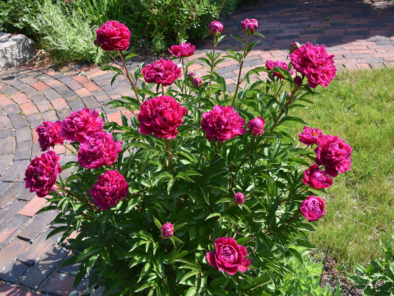 Pfingstrose in einem Gartenbeet