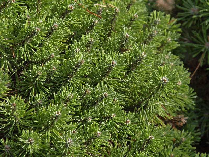 Pinus mugo 'Benjamin', Bergkiefer