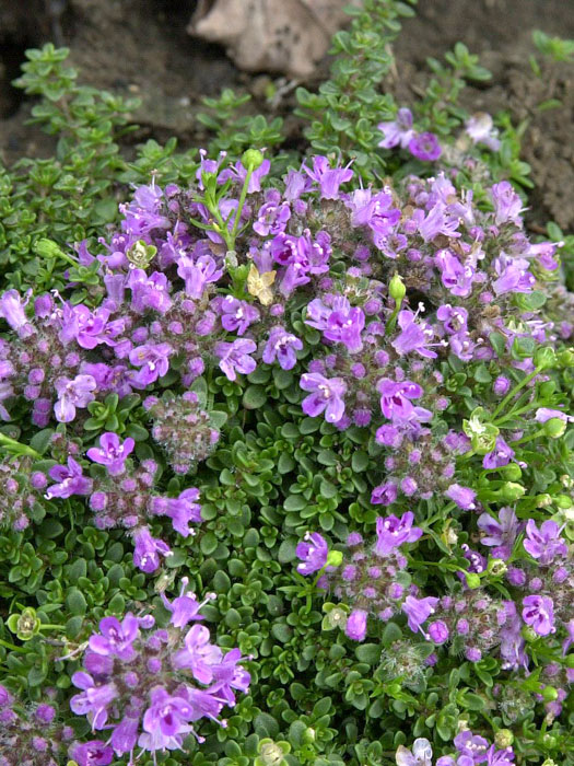 Thymus praecox var. arcticus 'Minus' (M), Langhaariger Thymian, frühblühender Thymian