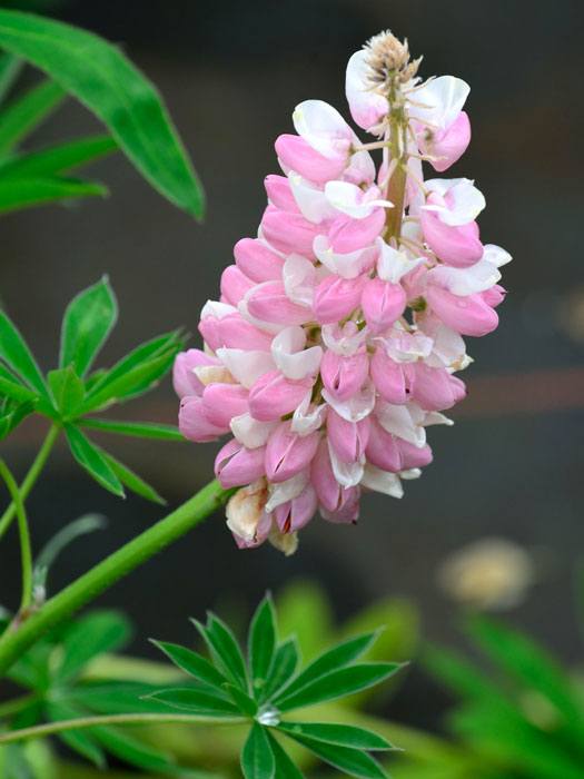 Lupinus nanus 'Gallery Rose Shades', Lupine, Wolfsbohne