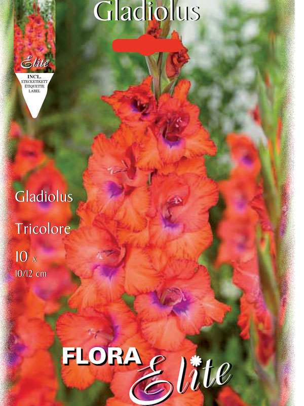 Großblumige Gladiole 'Tricolore', Gladiolus (Art.Nr. 521315)