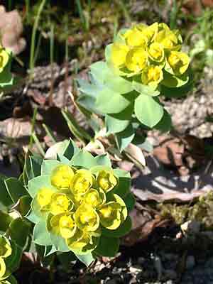 Euphorbia myrsinites, Walzenwolfsmilch