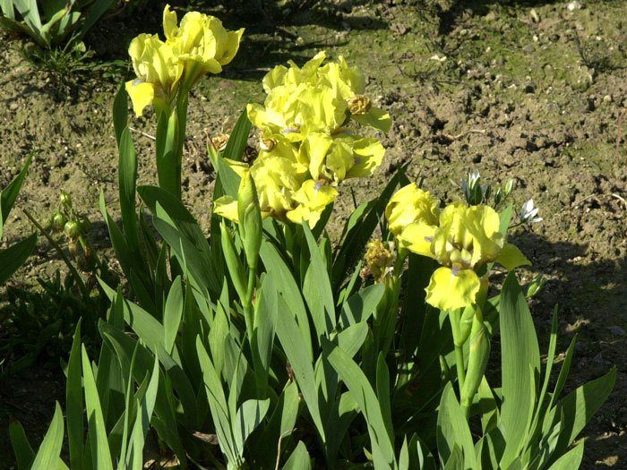 Die Zwerg-Schwertlilie Brassie in einem Beet