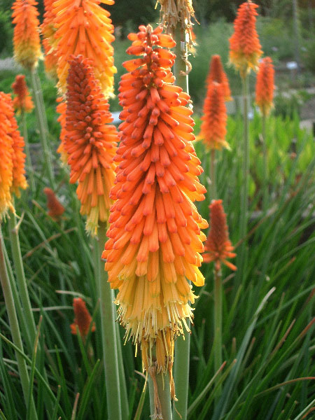 Kniphofia praecox (syn. uvaria 'Grandiflora'), Fackellilie